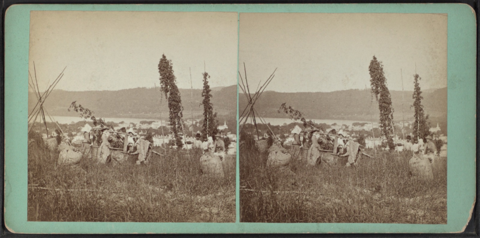 Stereograph of a hop yard with tall poles wound with hop vines in rows