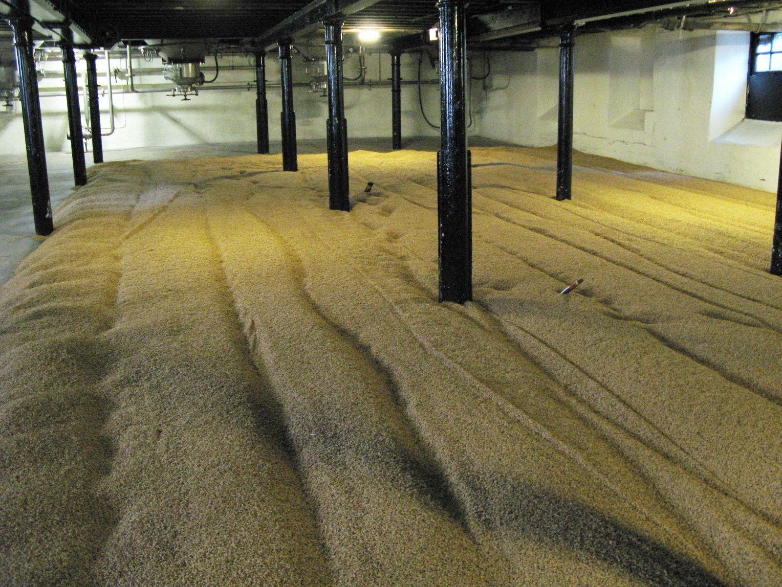 Long low room with a shallow bed of sprouting barley spread across a stone floor