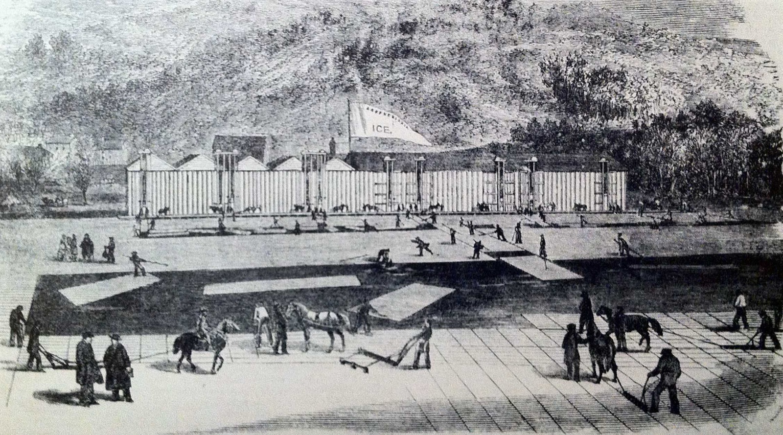 Engraving of men with saws and horses cutting and hauling blocks of ice from a frozen river